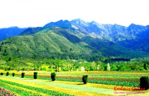 Summer Vacations kashmir Summer Vacations kashmir